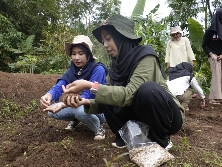 menanam tanaman hanjeli
