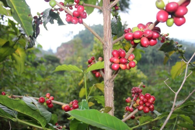 tanaman kopi