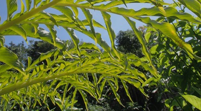 Agroekologi Untuk Menghadapi Perubahan Iklim