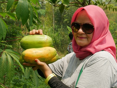 Kandungan Gizi Biji Pepaya