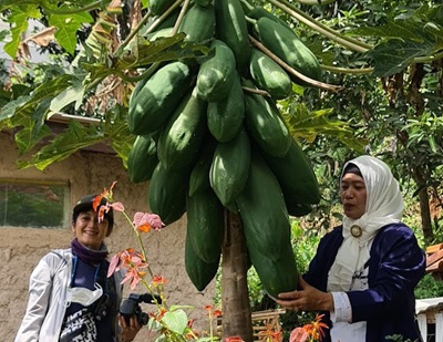 Efek Samping Mengkonsumsi Biji Pepaya