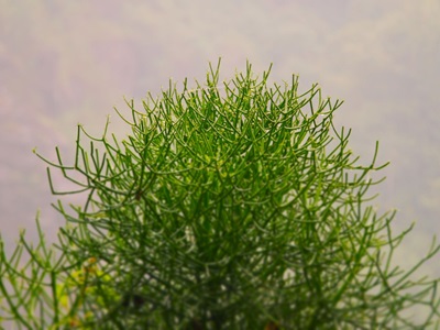 Implementasi Transisi Hijau yang Penuh Tantangan