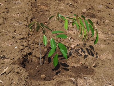 Indonesia dalam Komitmen Transisi Hijau