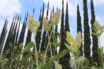 Kesehatan Manusia Bergantung Pada Kesehatan Hewan & Lingkungan